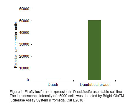 Daudi/Luciferase cells-Luciferase expression