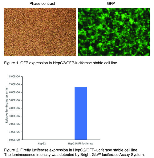 GFP and firefly luciferase expression in HepG2/GFP-luciferase cells