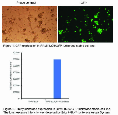 GFP and luciferase expression in RPMI-8226/GFP-luciferase cells