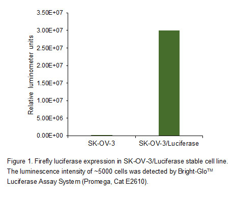 SK-OV-3/Luciferase cells-Firefly luciferase expression