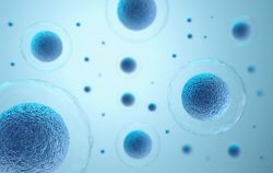 Human NRP1 Knockout HEK293T cell line