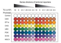 Lenti-HT Promoter selection plate (GFP)